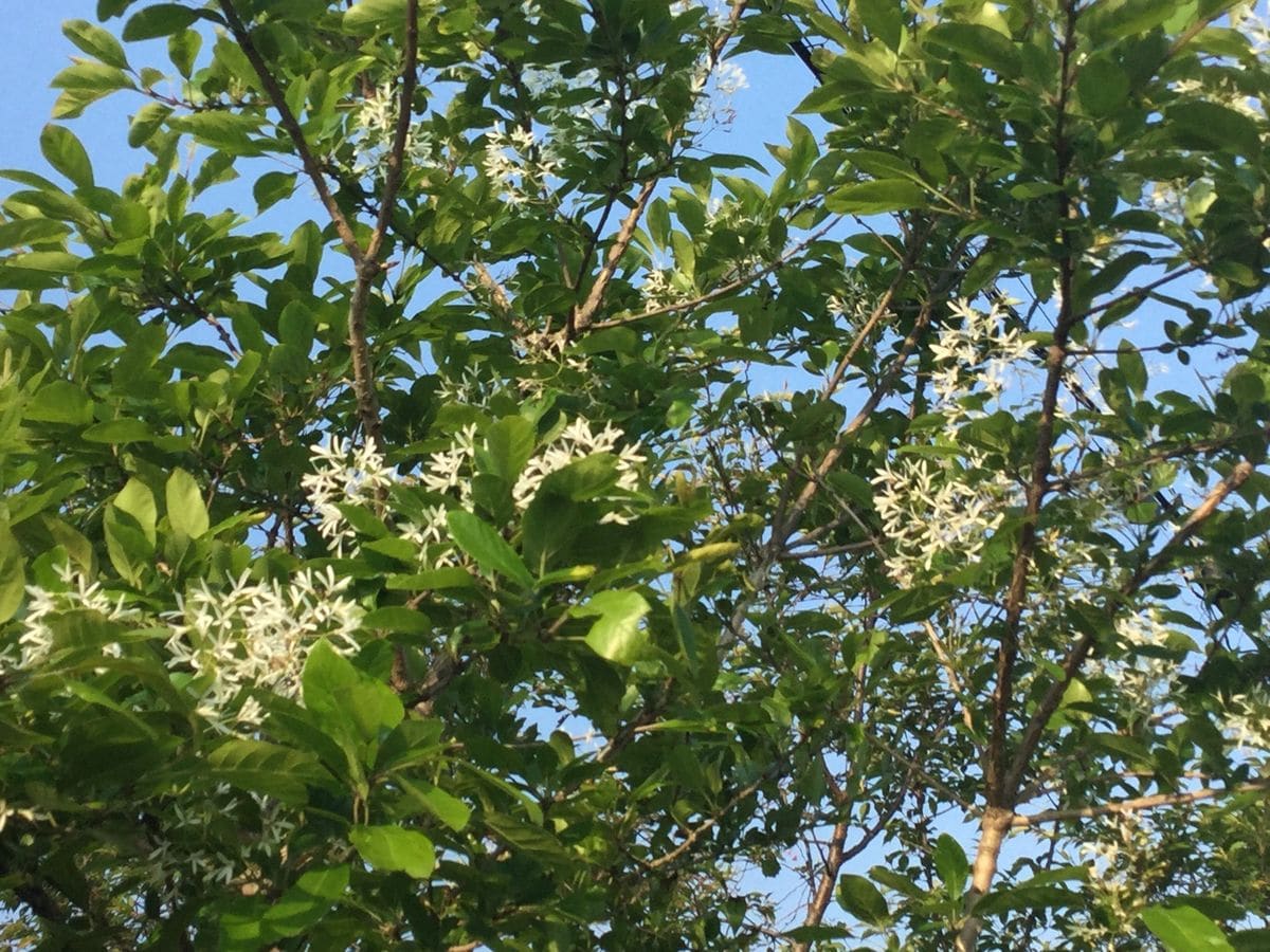 なんじゃもんじゃの花が咲きました。