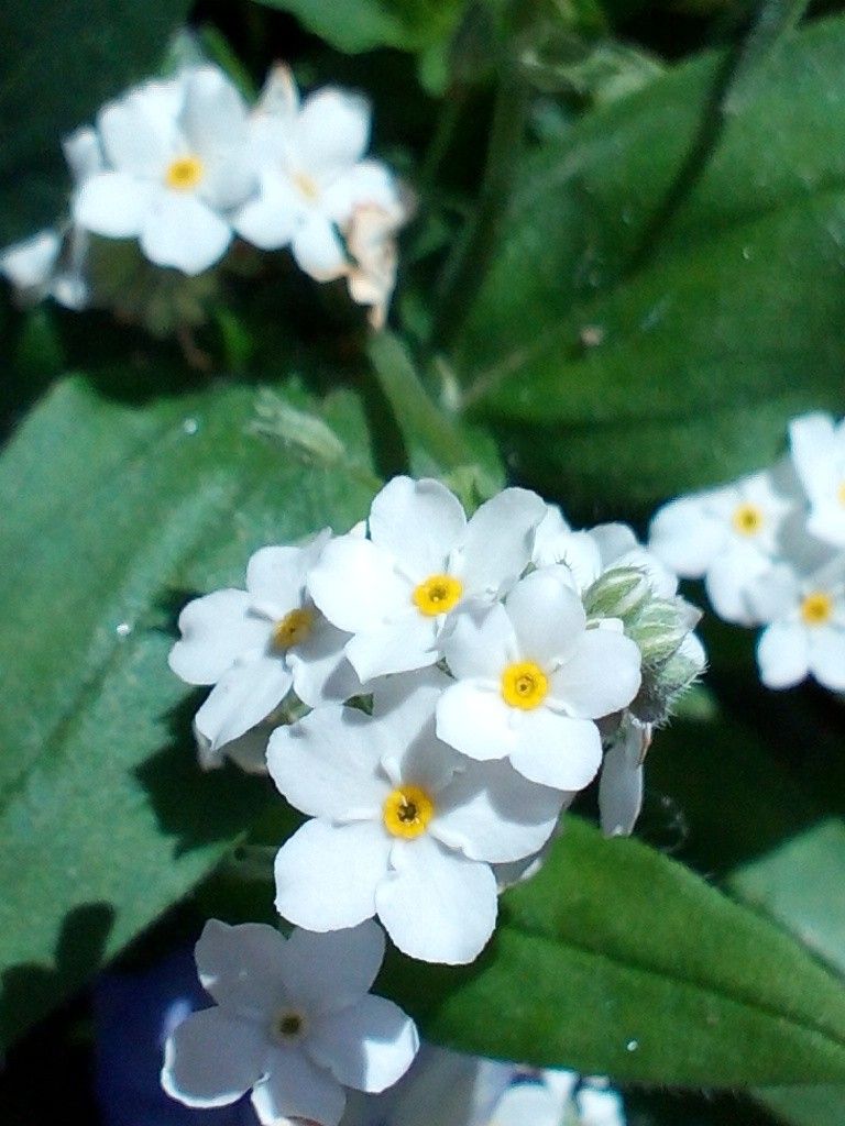 野に咲く花のように～♪