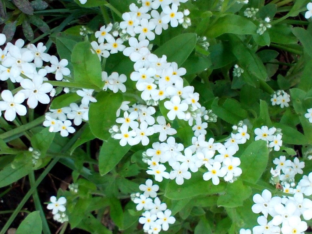 野に咲く花のように～♪