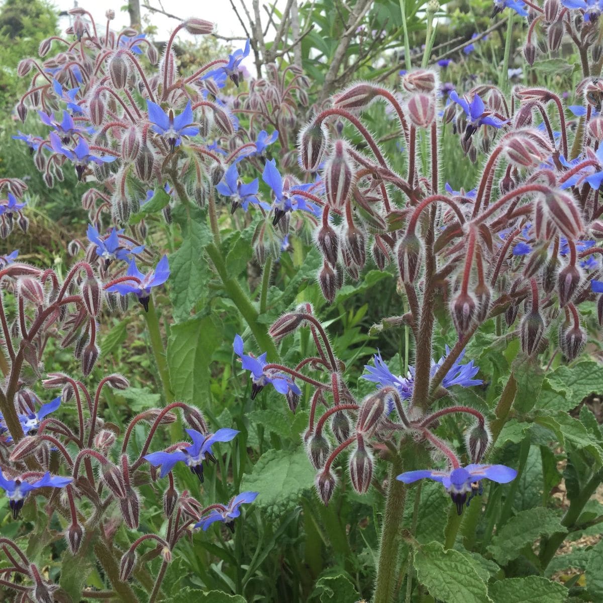 ポリジの花