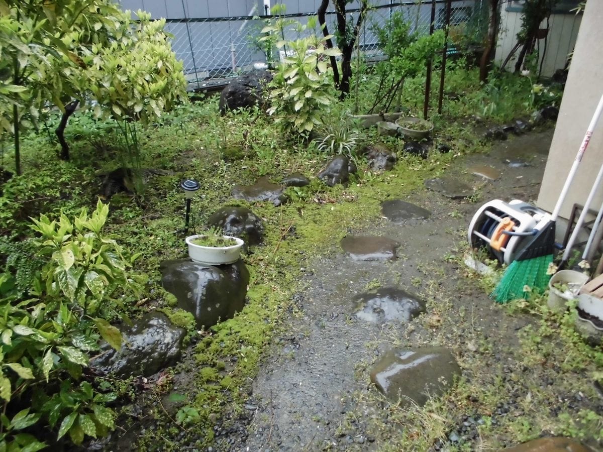 雑草退治は無限ループ状態です…