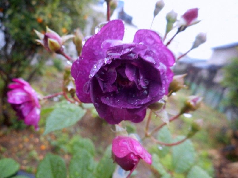 今日の薔薇(^^♪②