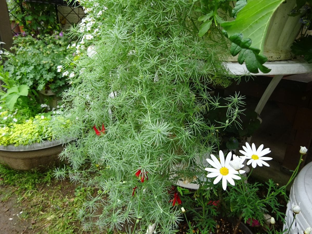 ロータス　コットンキャンディーの花