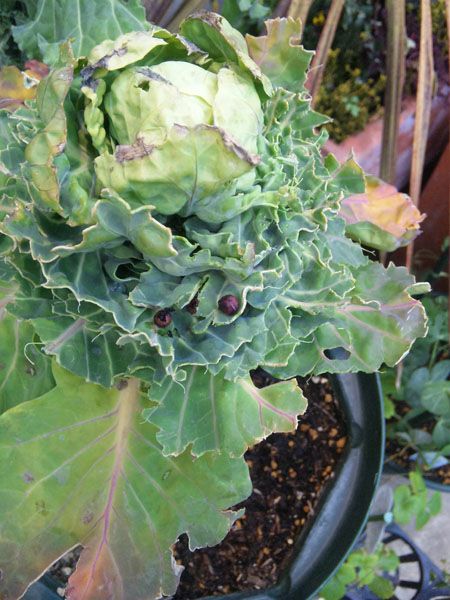 芽キャベツに落とし物