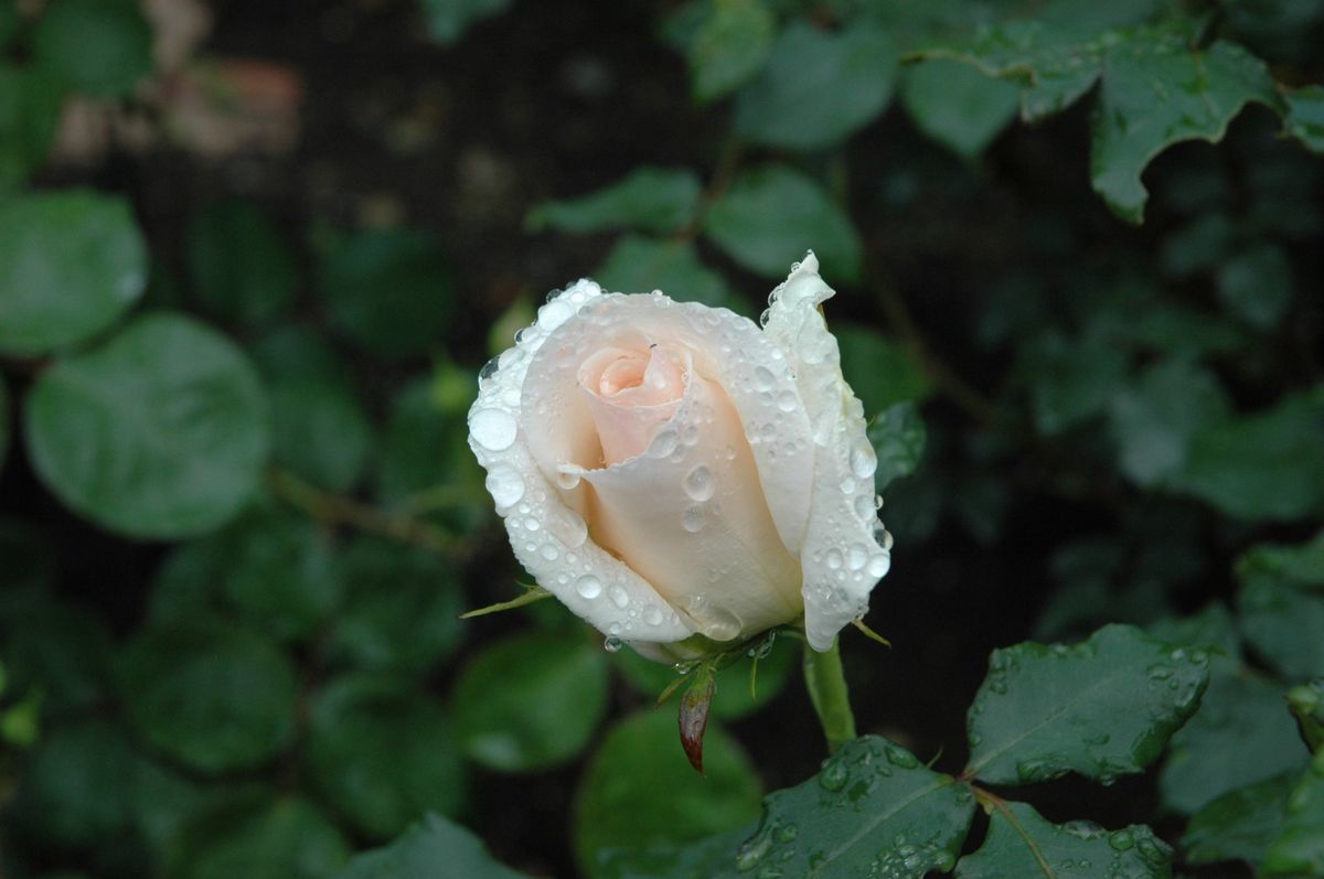 雨に輝くバラたち　３