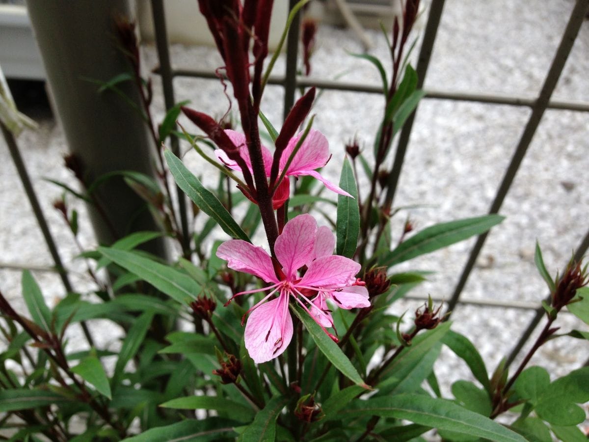 寄せ植えのお花など