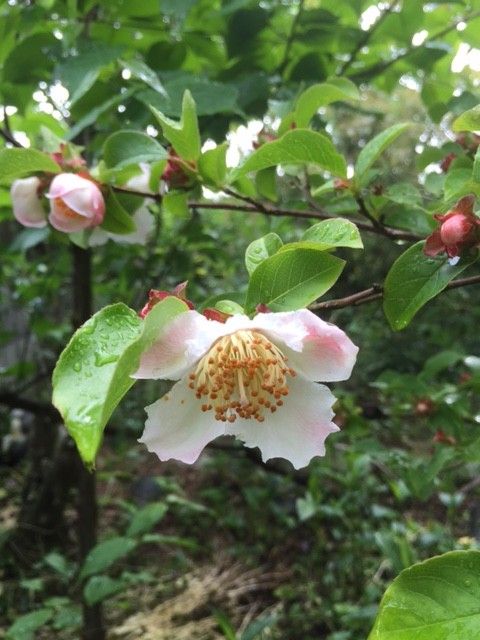 夏つばき・ホタルぶくろ