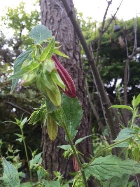 夏つばき・ホタルぶくろ