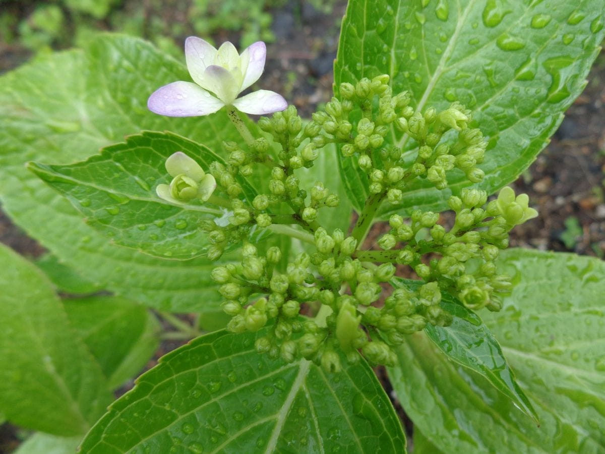 紫陽花