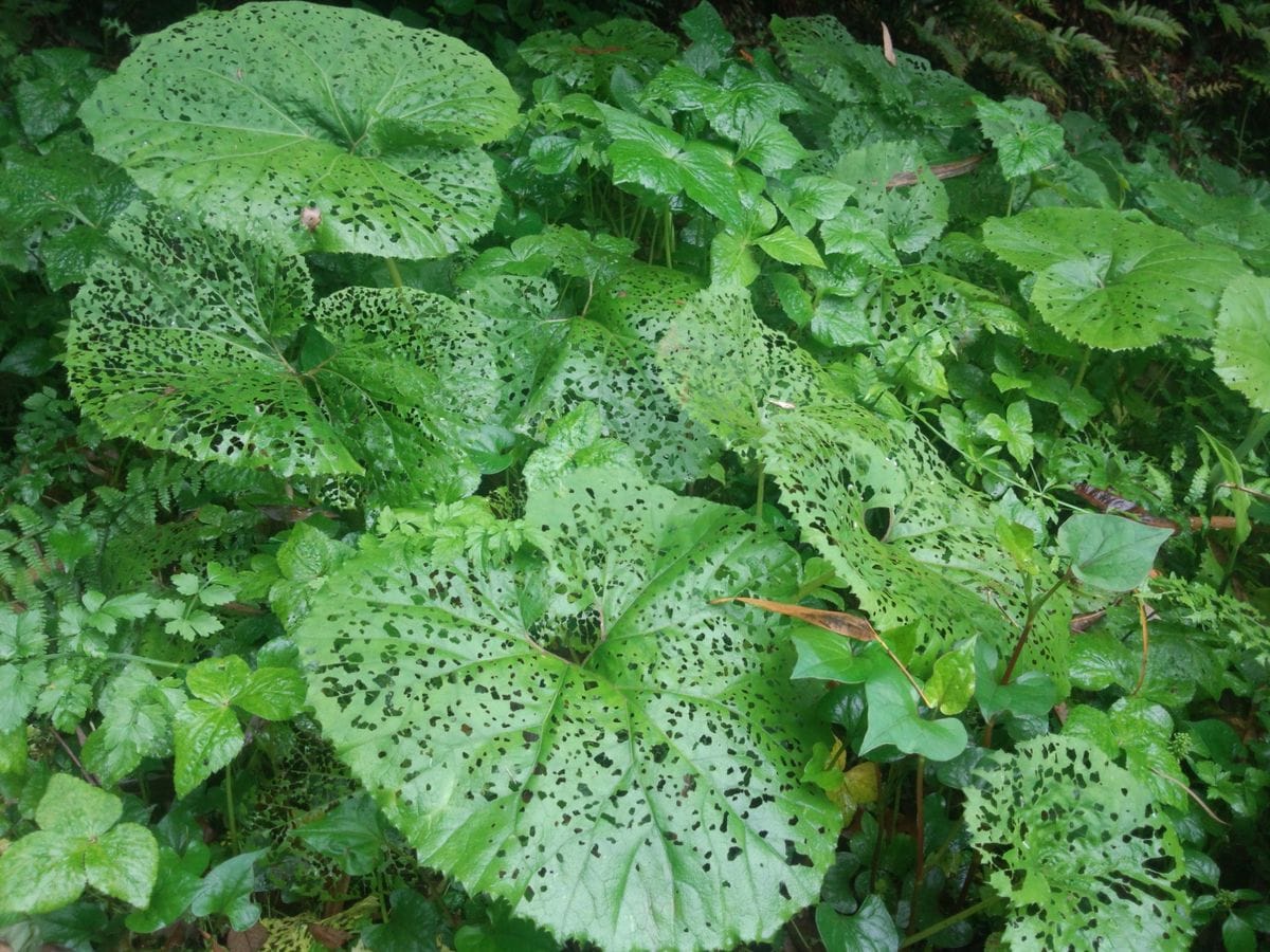 山畑の様子