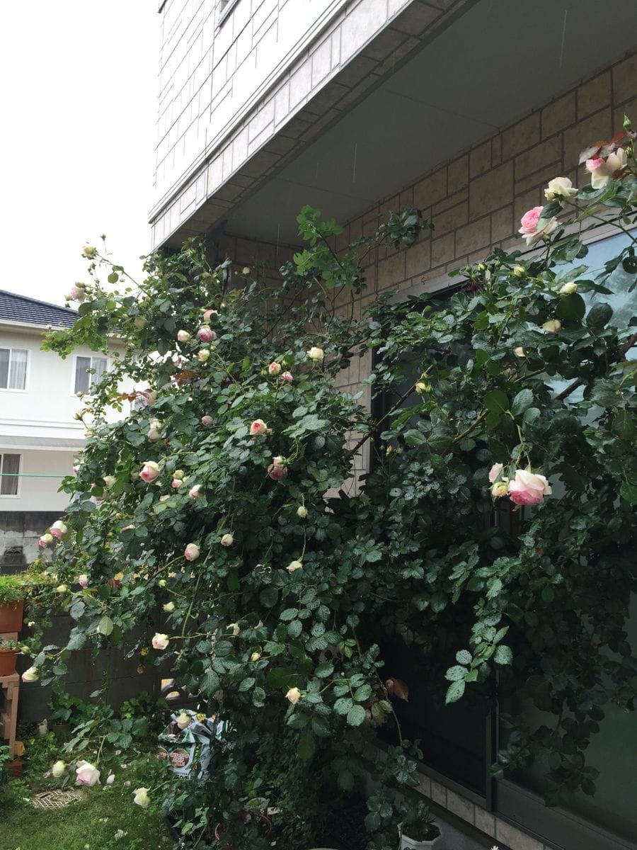 雨続きですが花も鳥も元気⁉︎