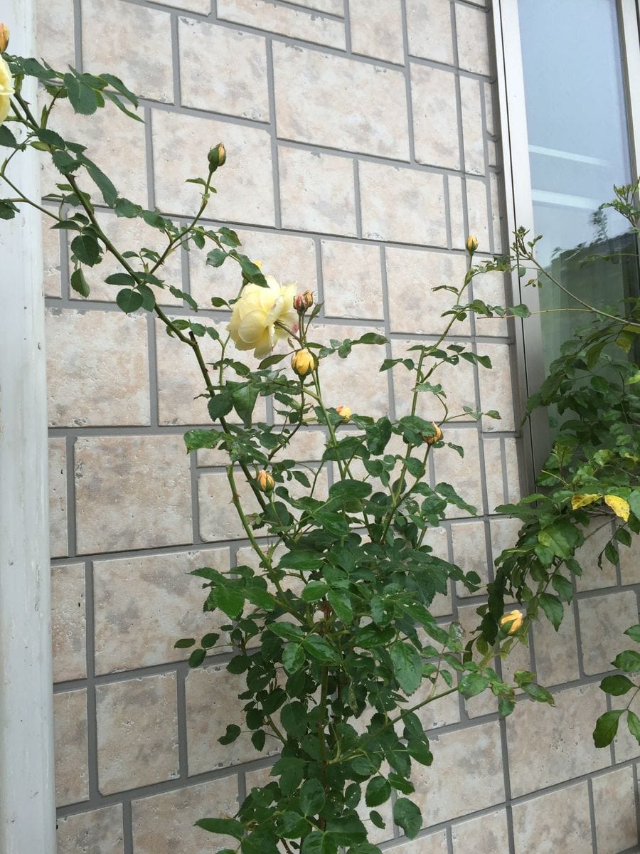 雨続きですが花も鳥も元気⁉︎