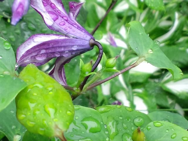 雨の中で