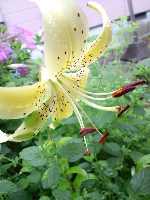 続・雨の中で