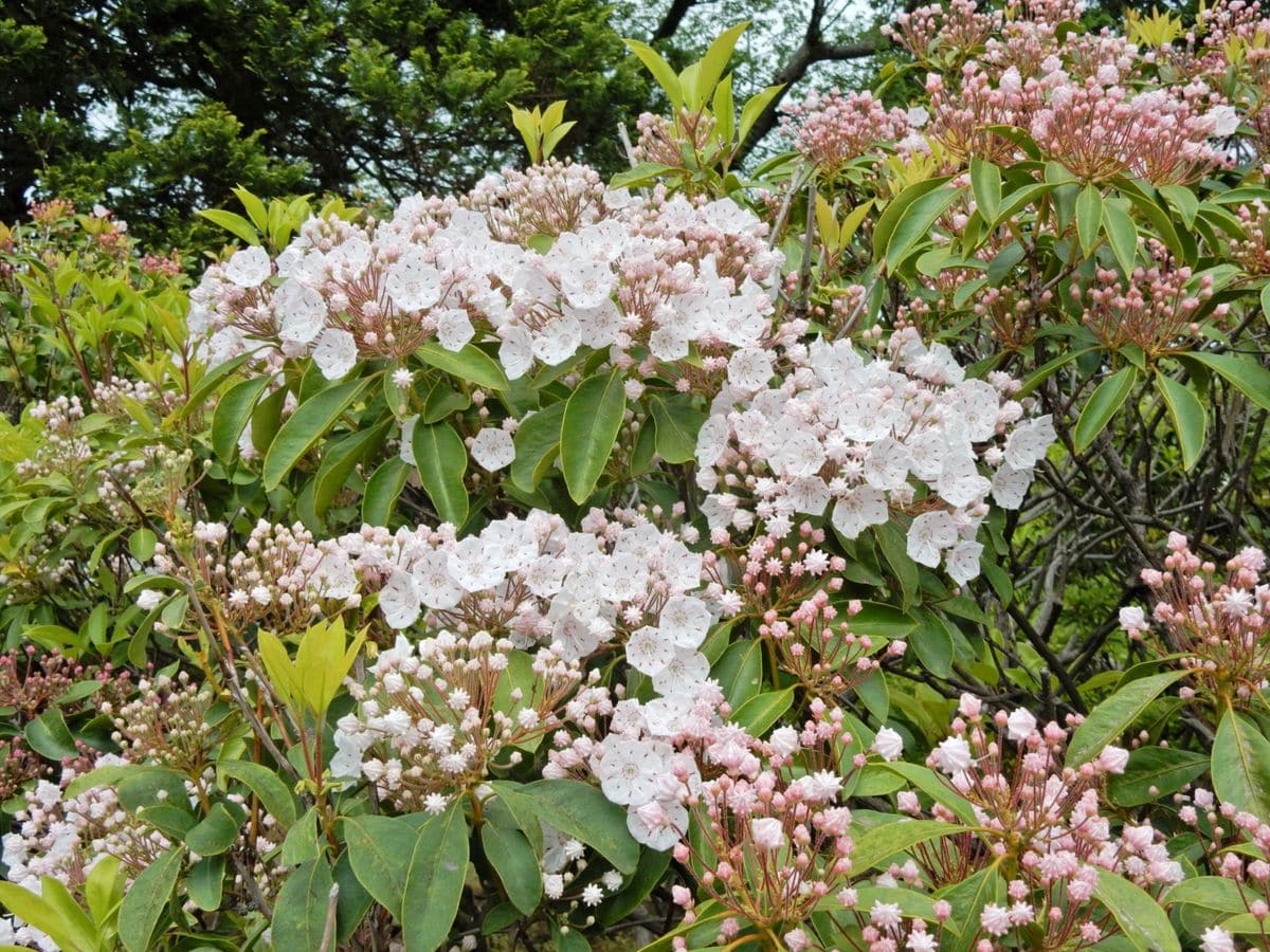 ☆　　魅　力　あ　る　花　　☆