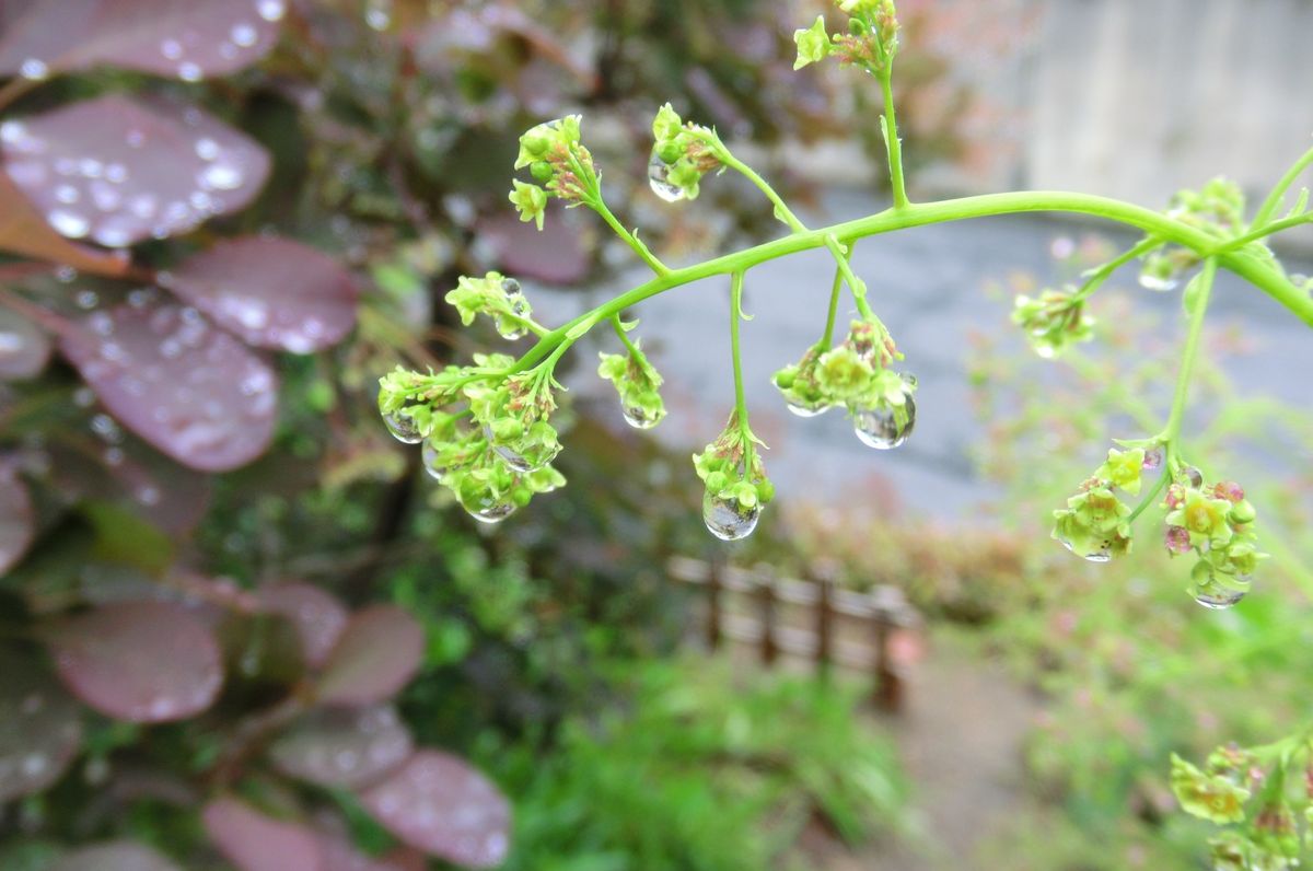 雨間に・・・・