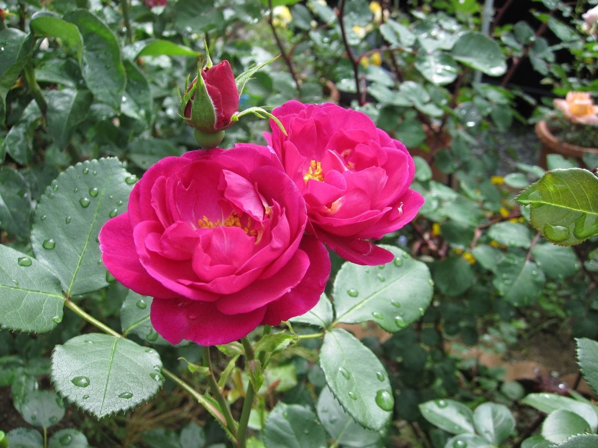 今日の薔薇とbills風朝食