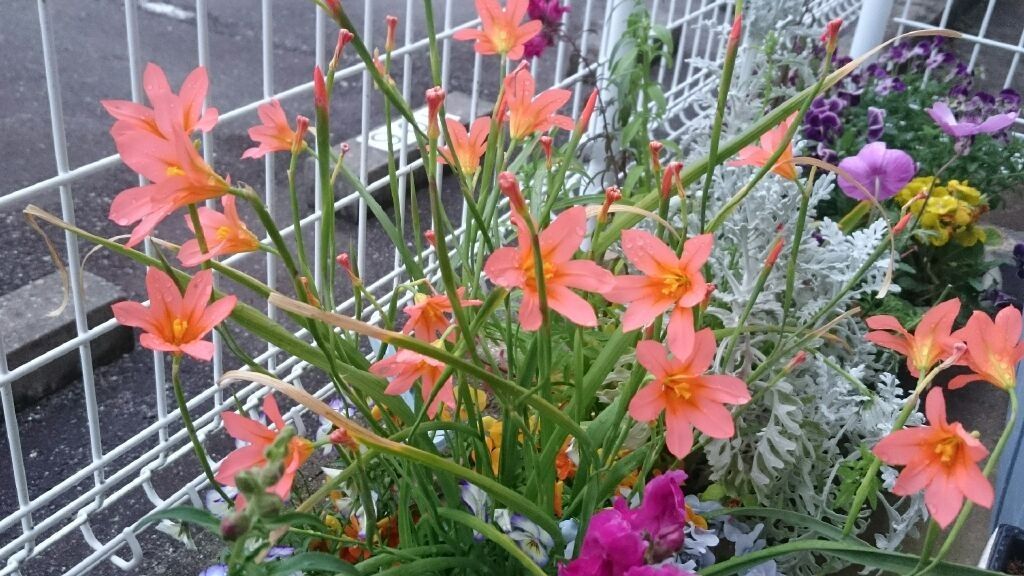 雨の中、開花中