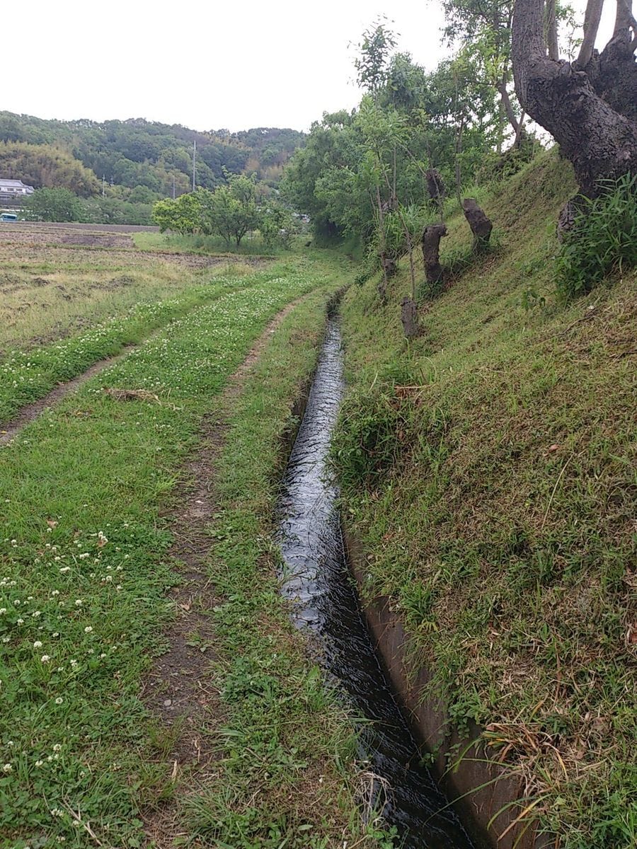 水路草刈り