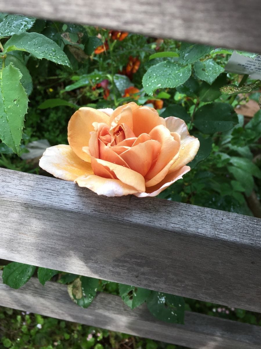 バラ　カフェの開花