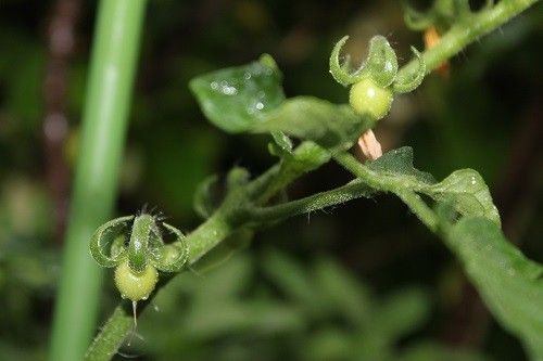 野菜と蝶