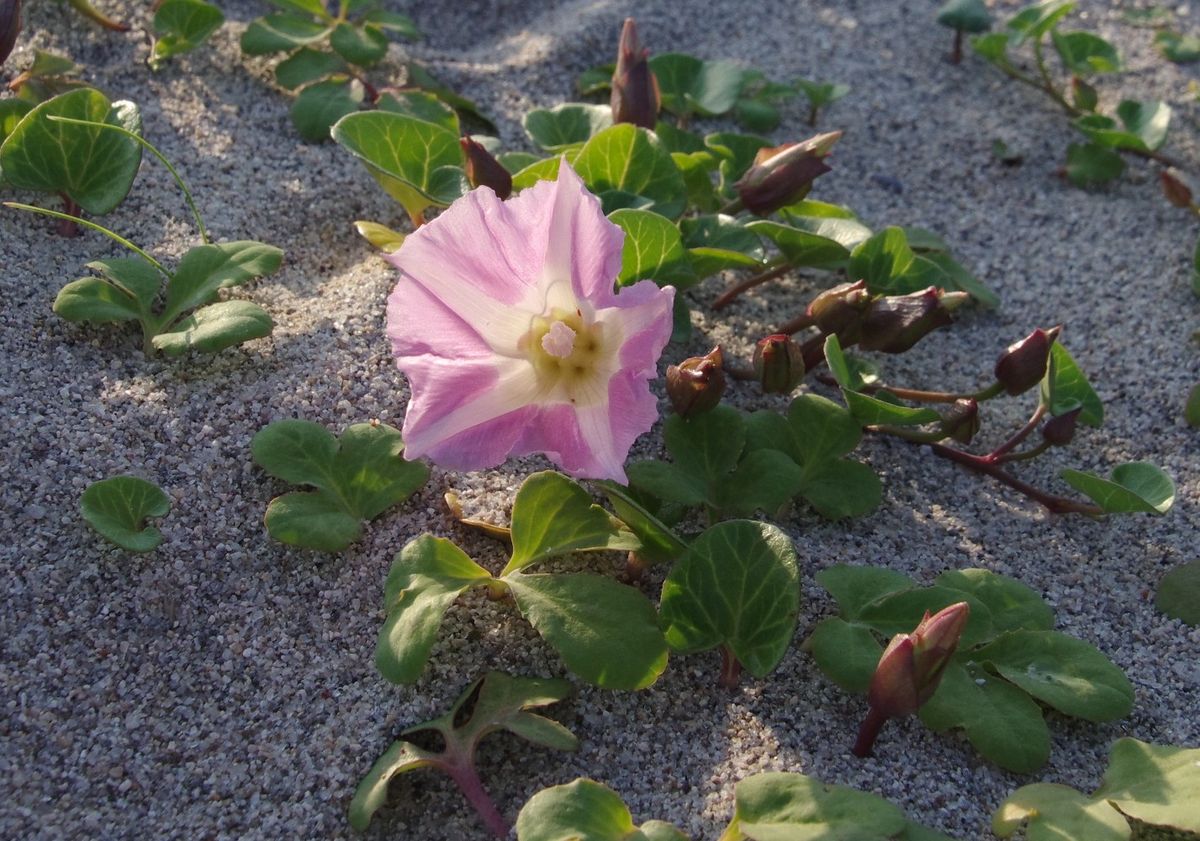 ５月４日海岸に行ってきました　１／２