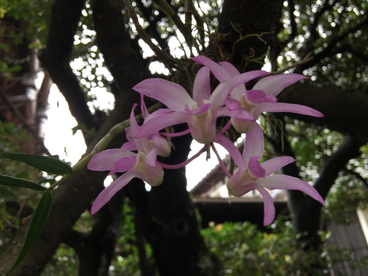 今日の花