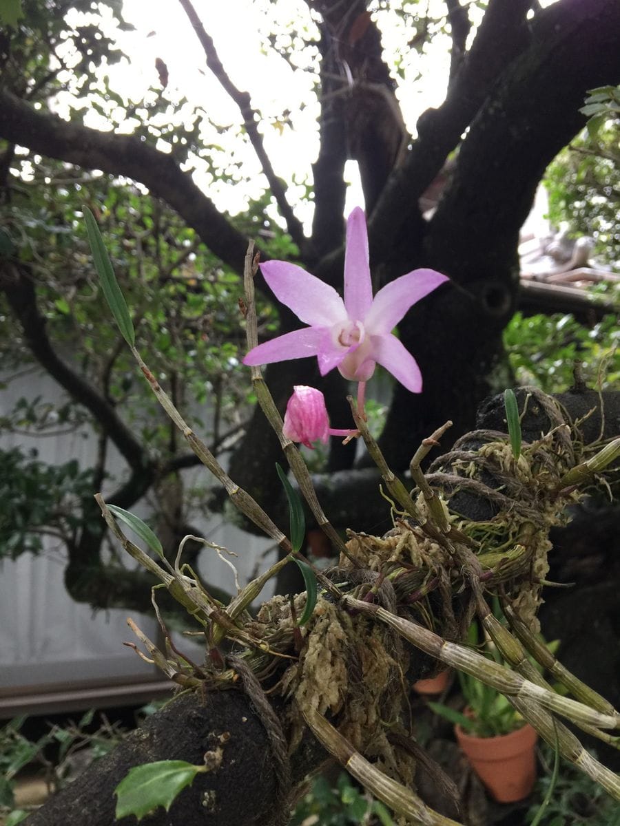 今日の花