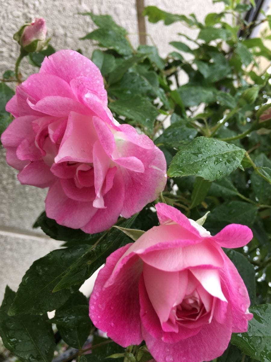 今朝のバラ達  ピンク