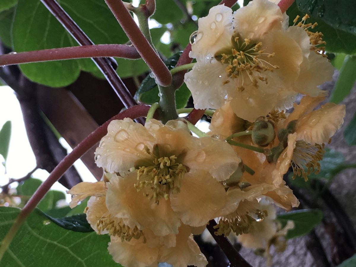 今朝のお花達