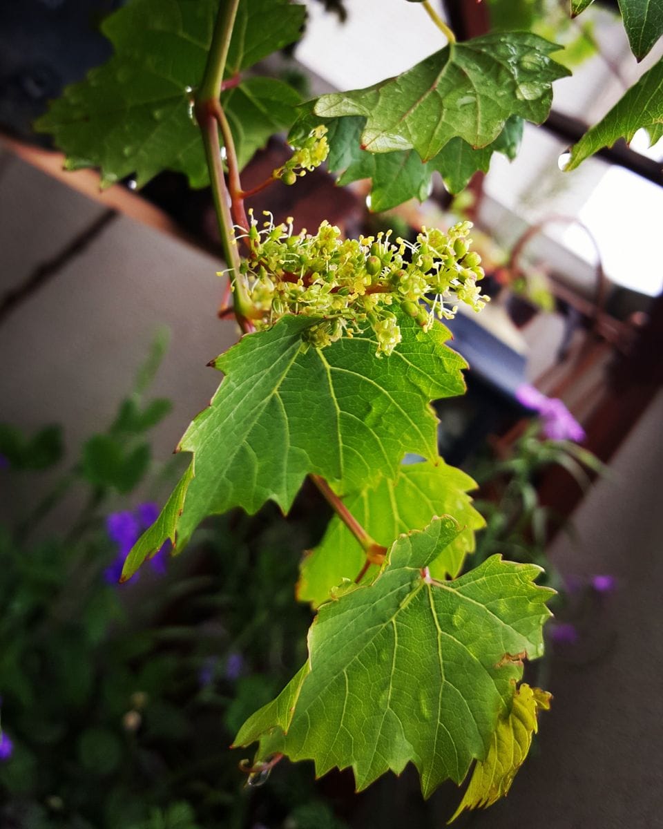 山葡萄、花咲く