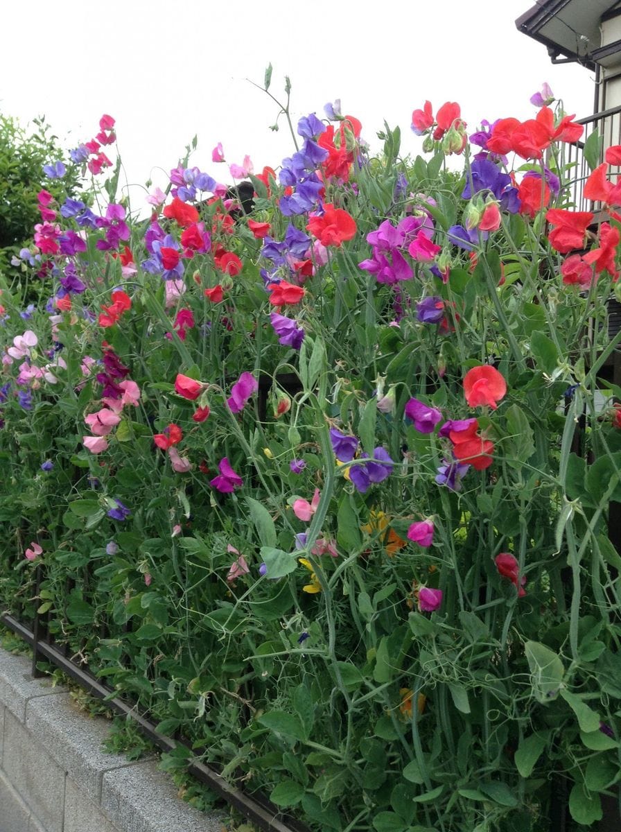 お散歩で綺麗なお花に会えました！