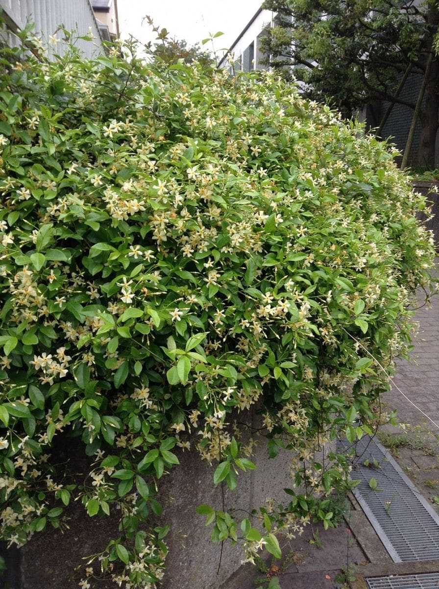 お散歩で綺麗なお花に会えました！