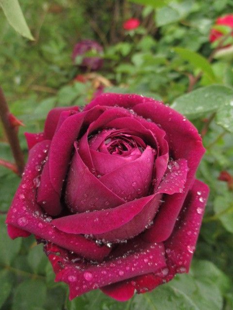 ノーブルな雰囲気、深紫の薔薇。