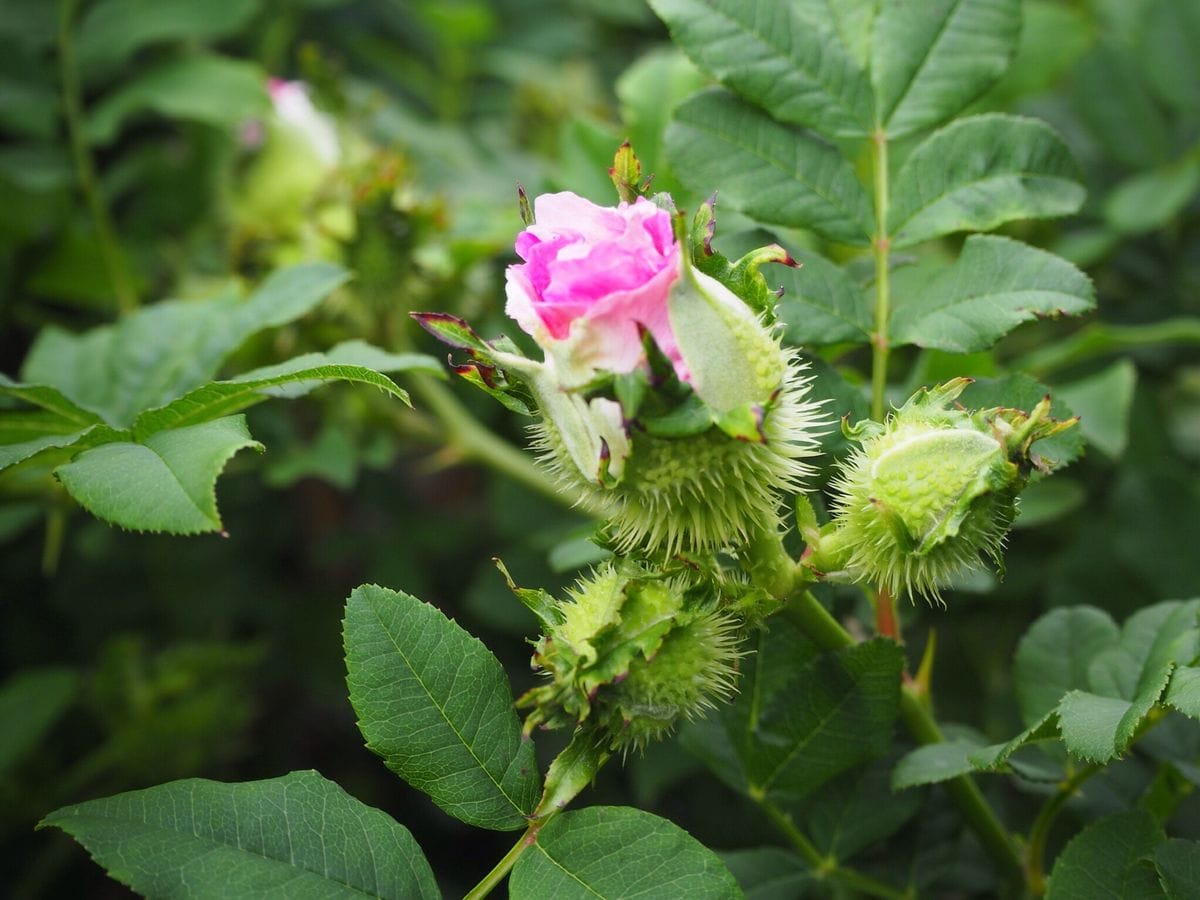 薔薇も いいけど でも 薔薇は いい