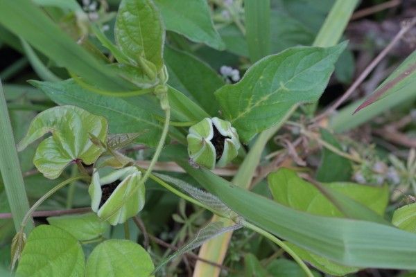 続きは明日以降に