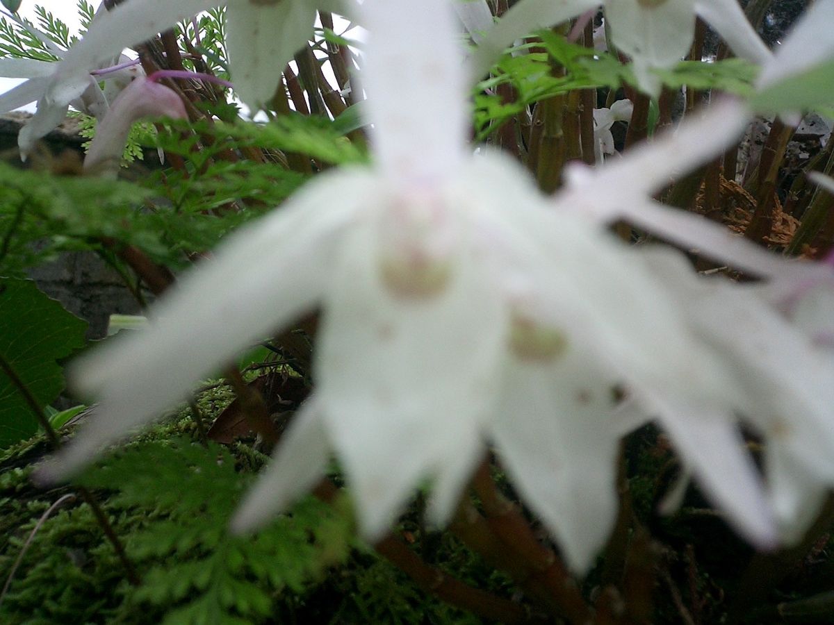 父が植えたセッコク