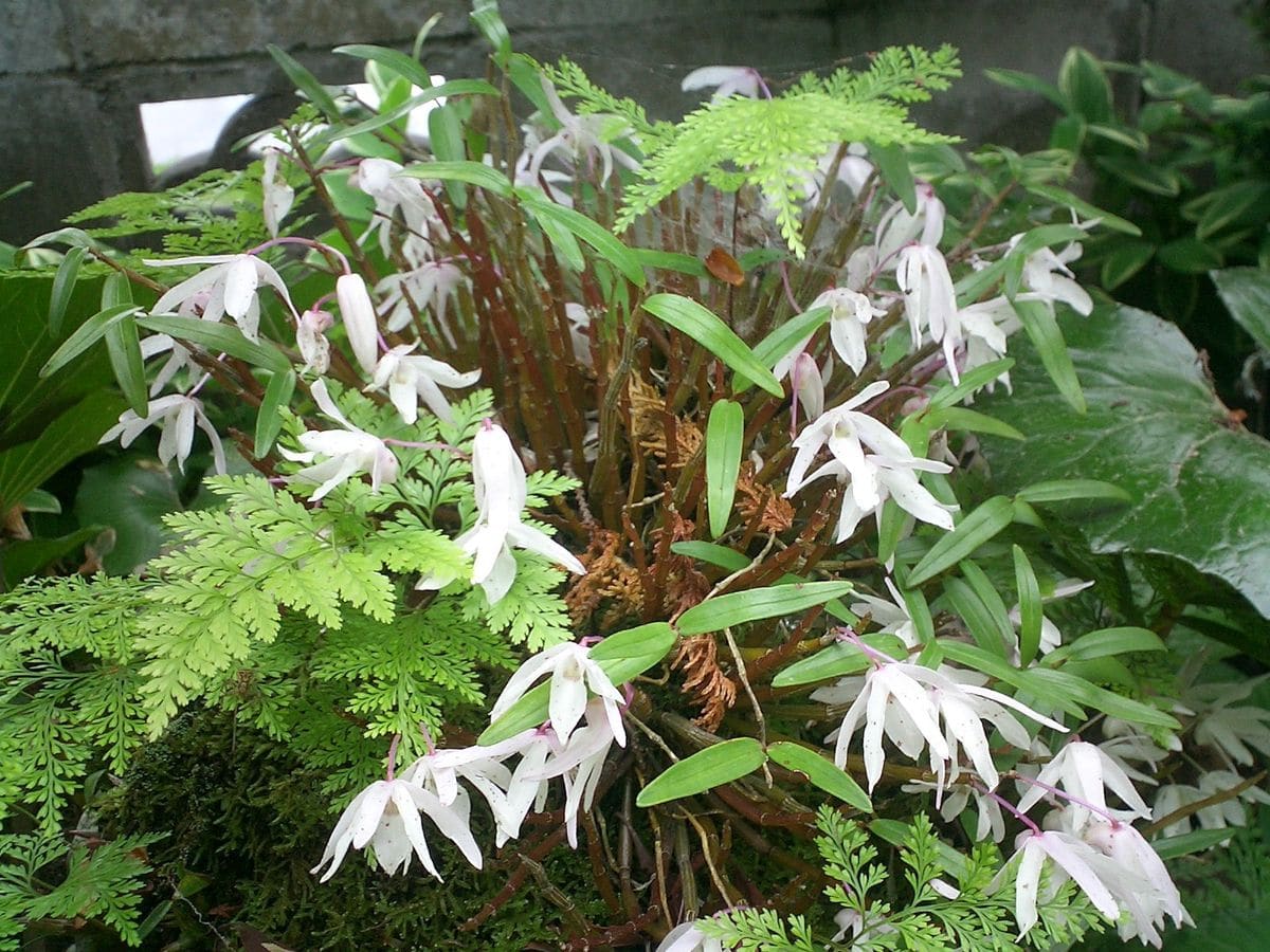 父が植えたセッコク