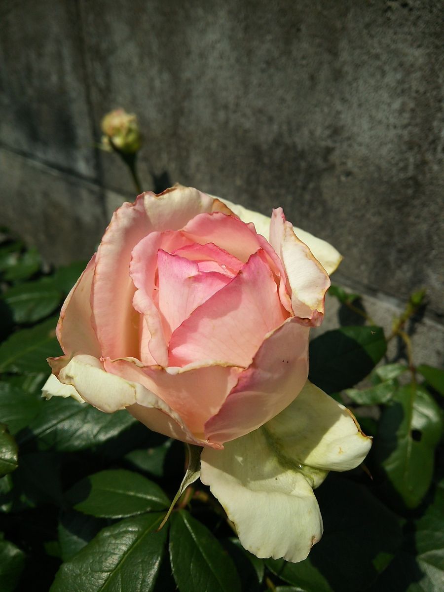 🌹薔薇咲きました🌹