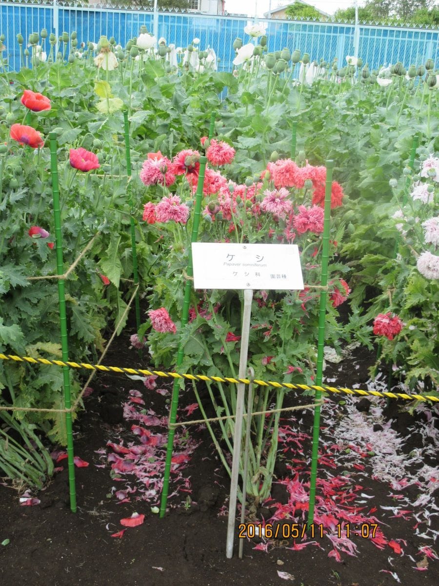 毎度の東京都立薬用植物園