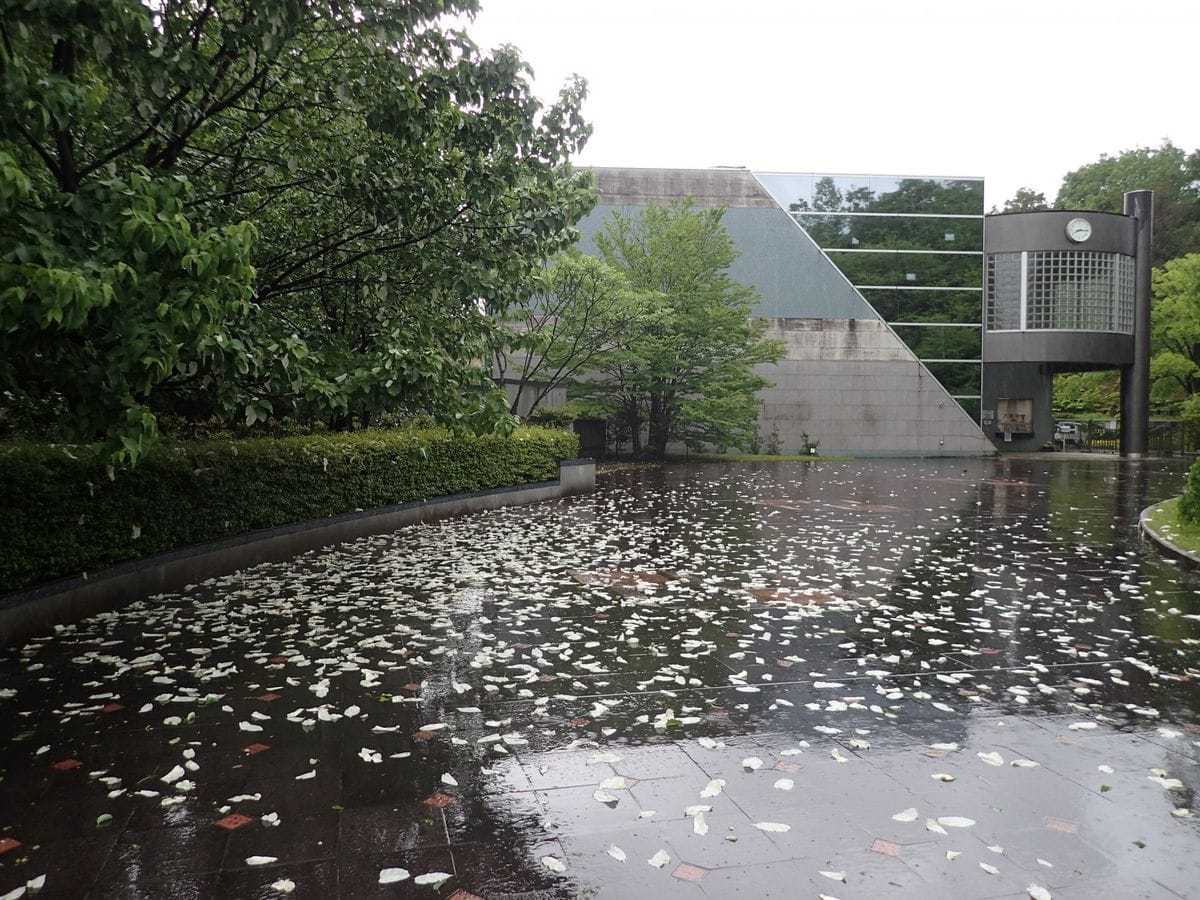 雨雨ふれふれ苞も降れ―ハンカチノキ