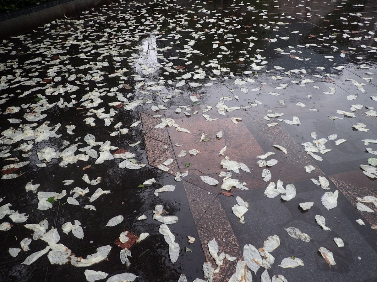 雨雨ふれふれ苞も降れ―ハンカチノキ