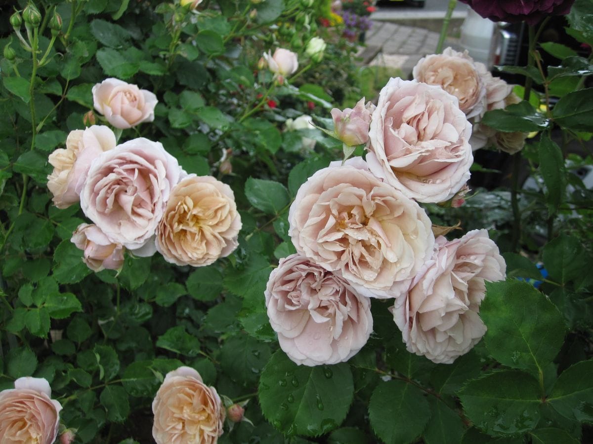 今日の薔薇（いおり・夢想・ピエール）