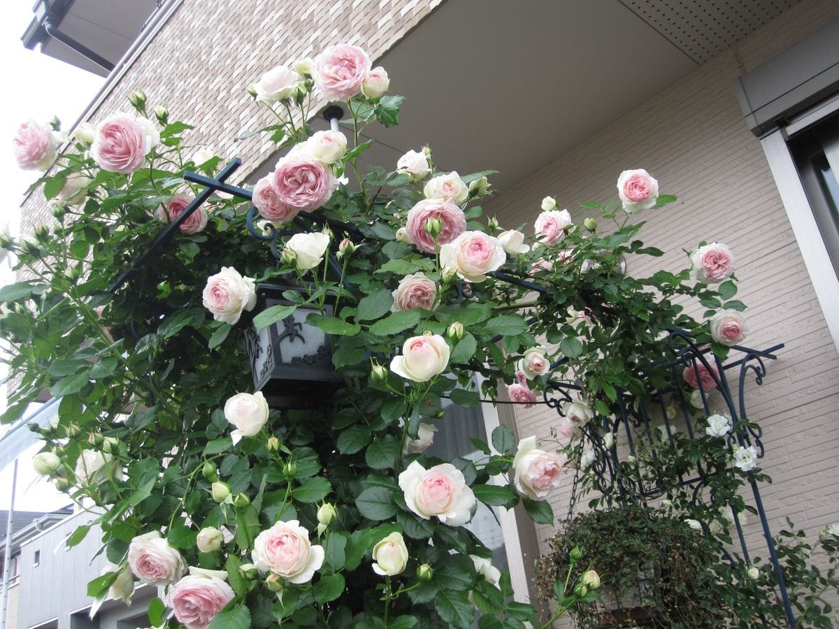 今日の薔薇（いおり・夢想・ピエール）