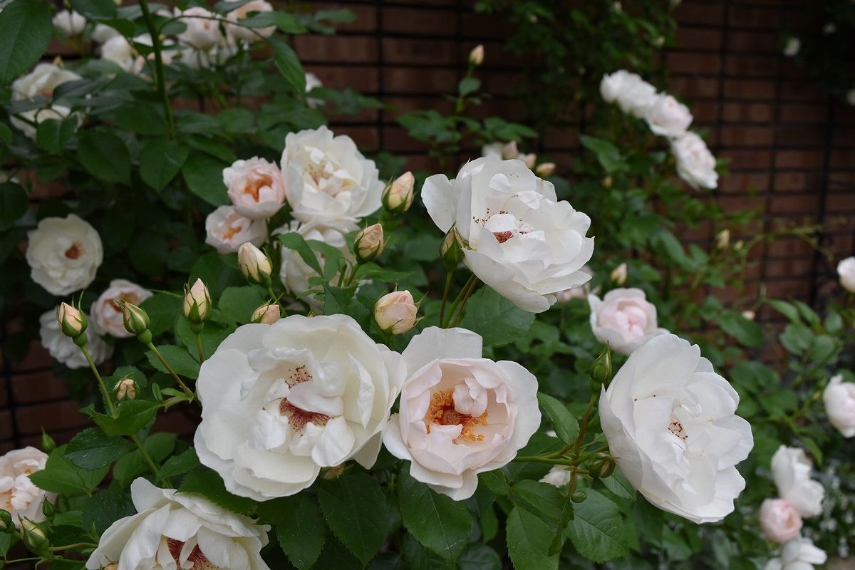 最盛期と植替えの５月