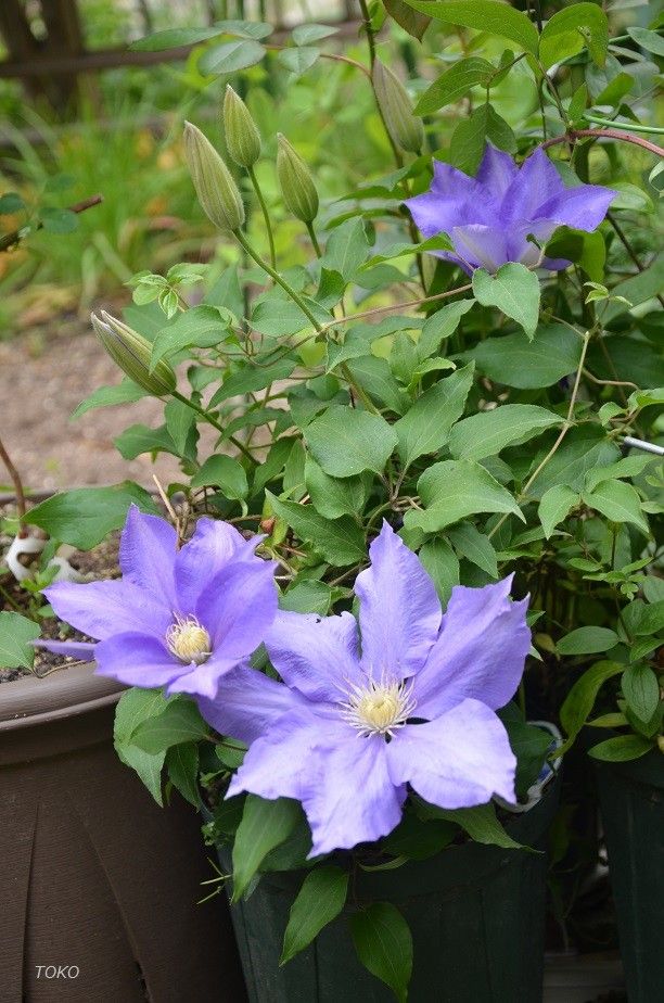 現在開花している植物から…その３