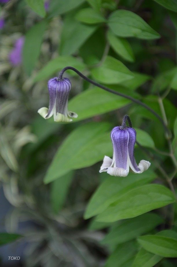 現在開花している植物から…その３