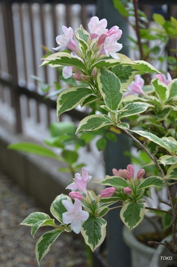 現在開花している植物から…その４