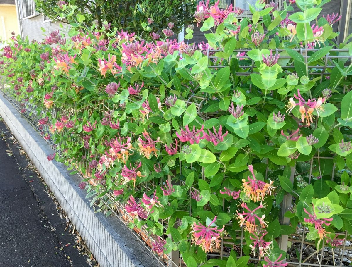 ロニセラ ヘクロッティーが♪