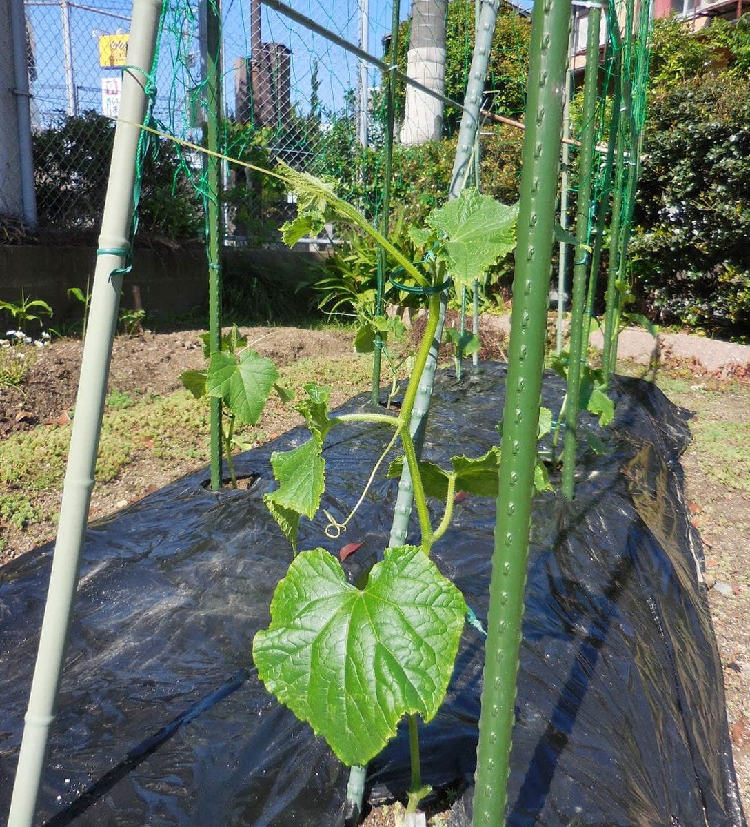 今日の菜園は・・①